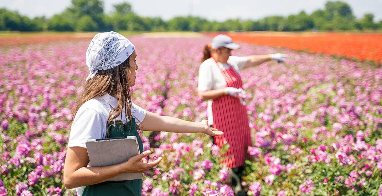 Two workers in a flower field