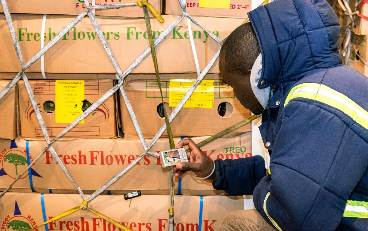A worker photographing fresh flowers boxes temperature.