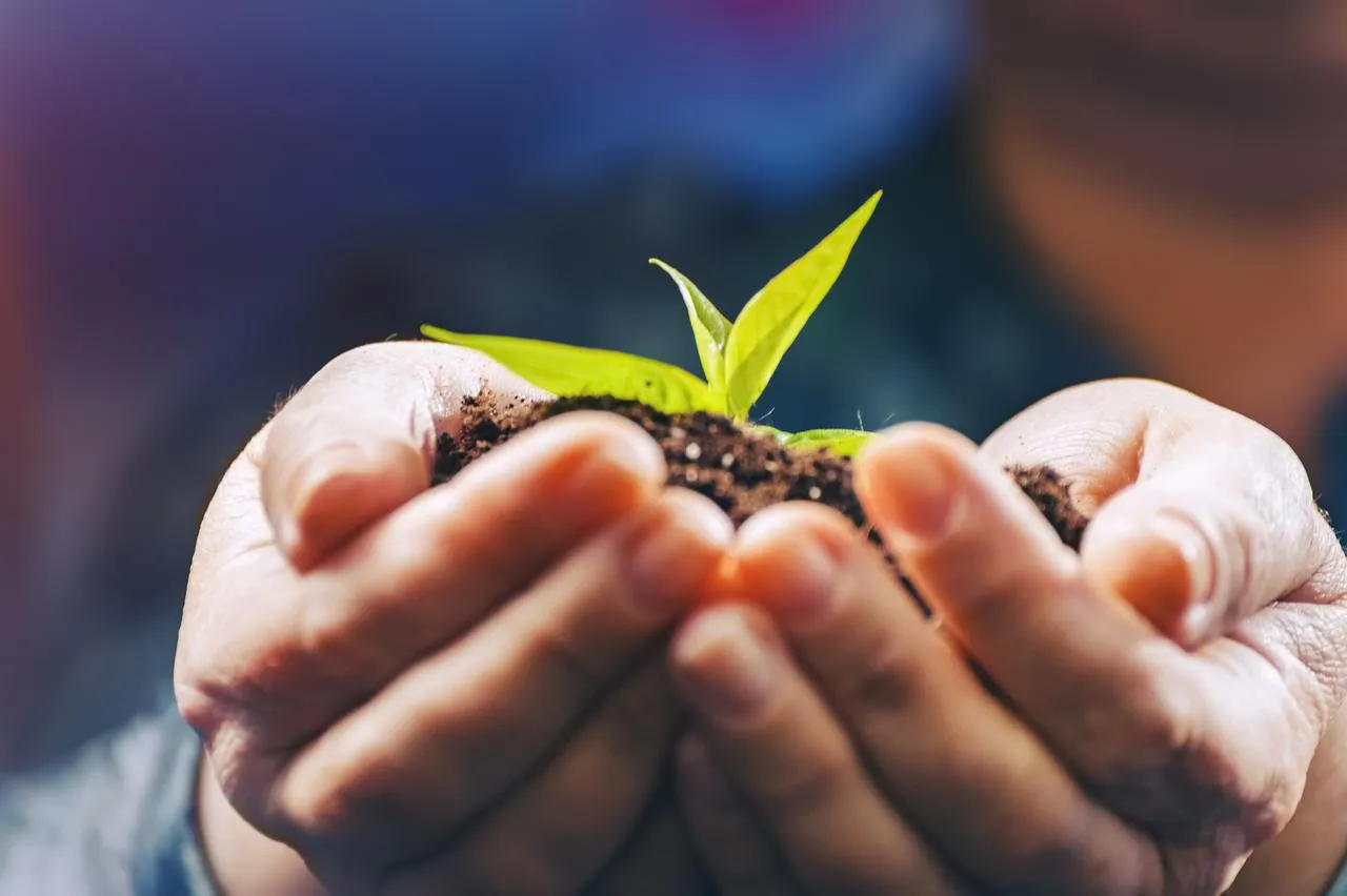 Two hands holding a small growing plant