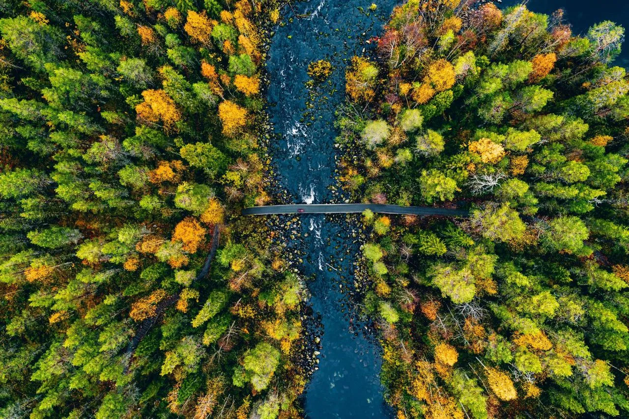 Aerial view of a colourful forest and a road crossing a river