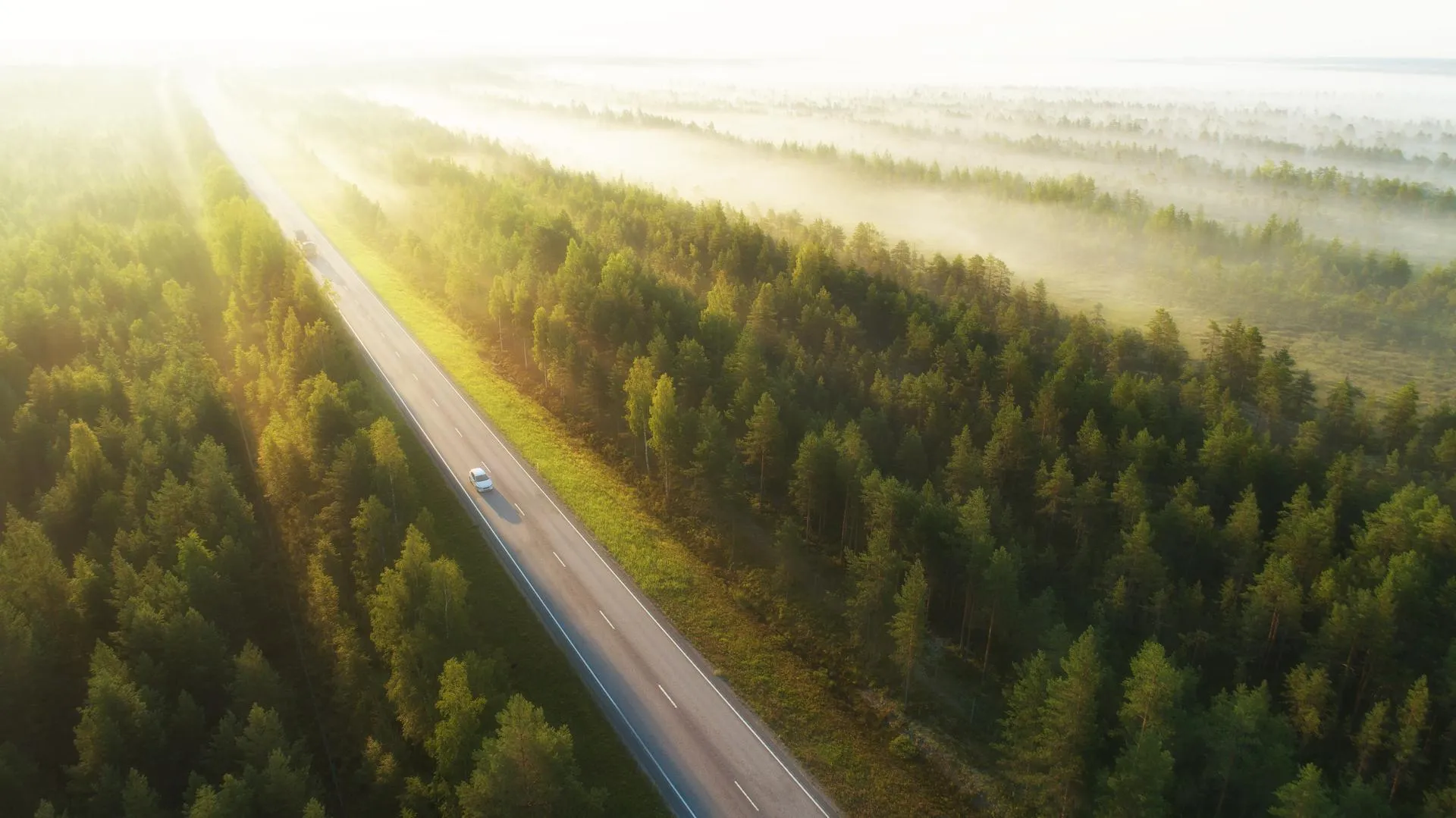 Cars driving on the road in the mist forest