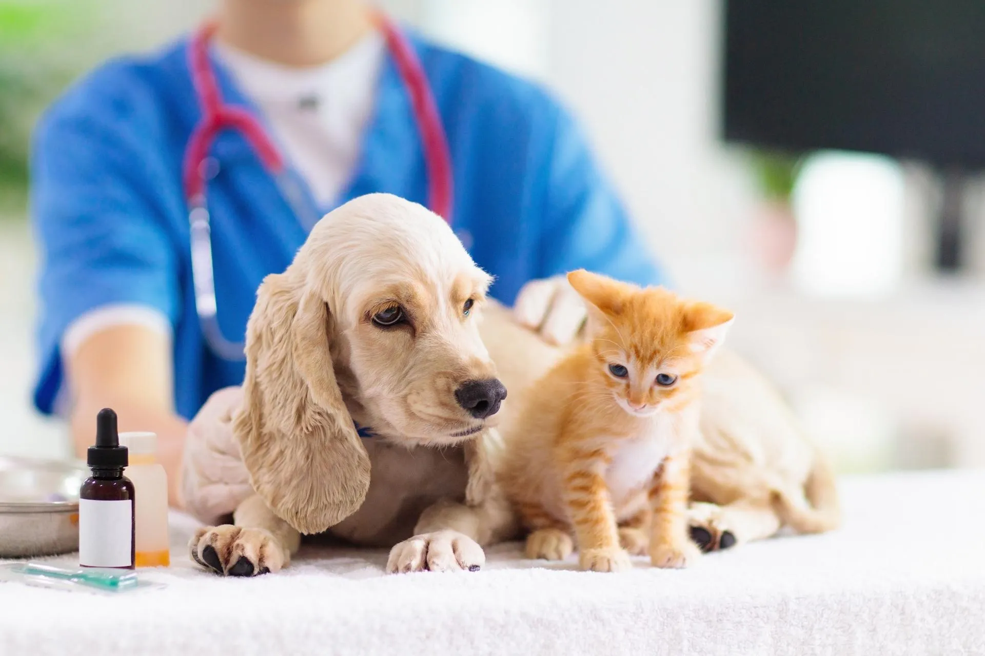 Pills and vaccine vials for livestock, vet examining dog and cat