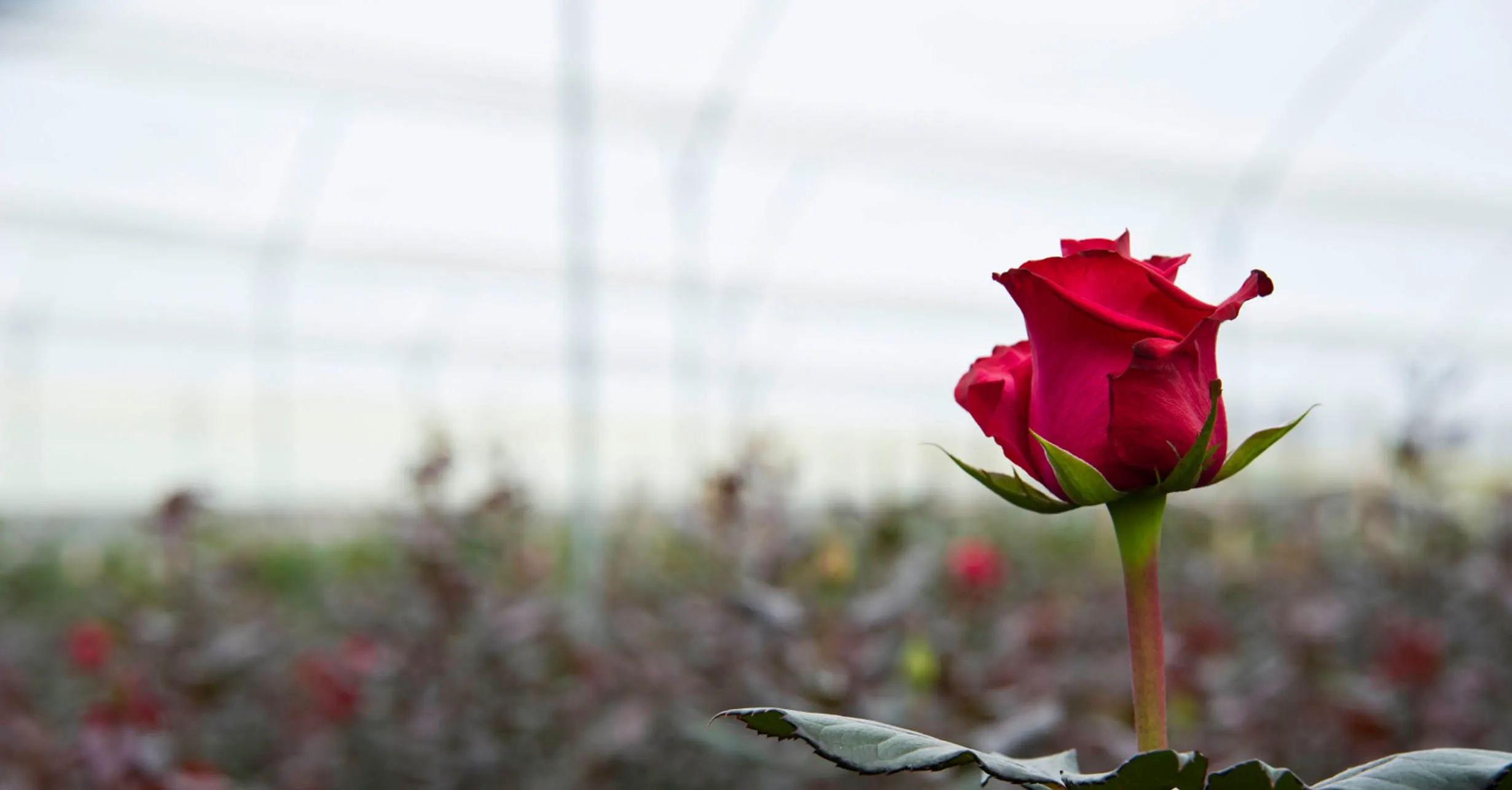 a blooming red rose