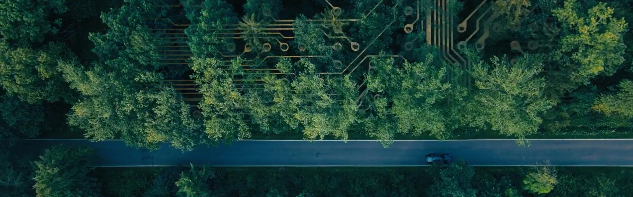 Aerial view of wood and road