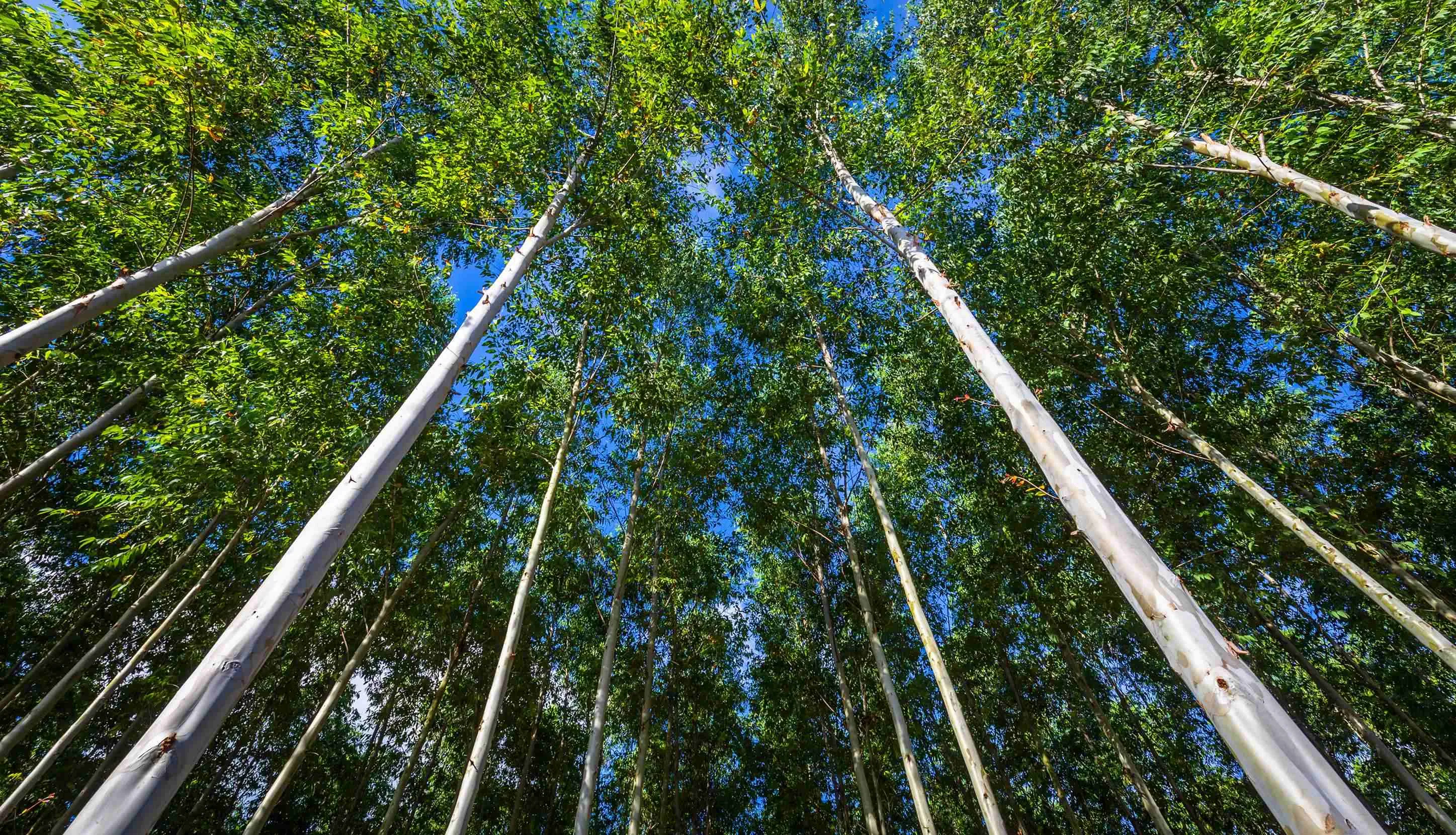 Forest shot from below