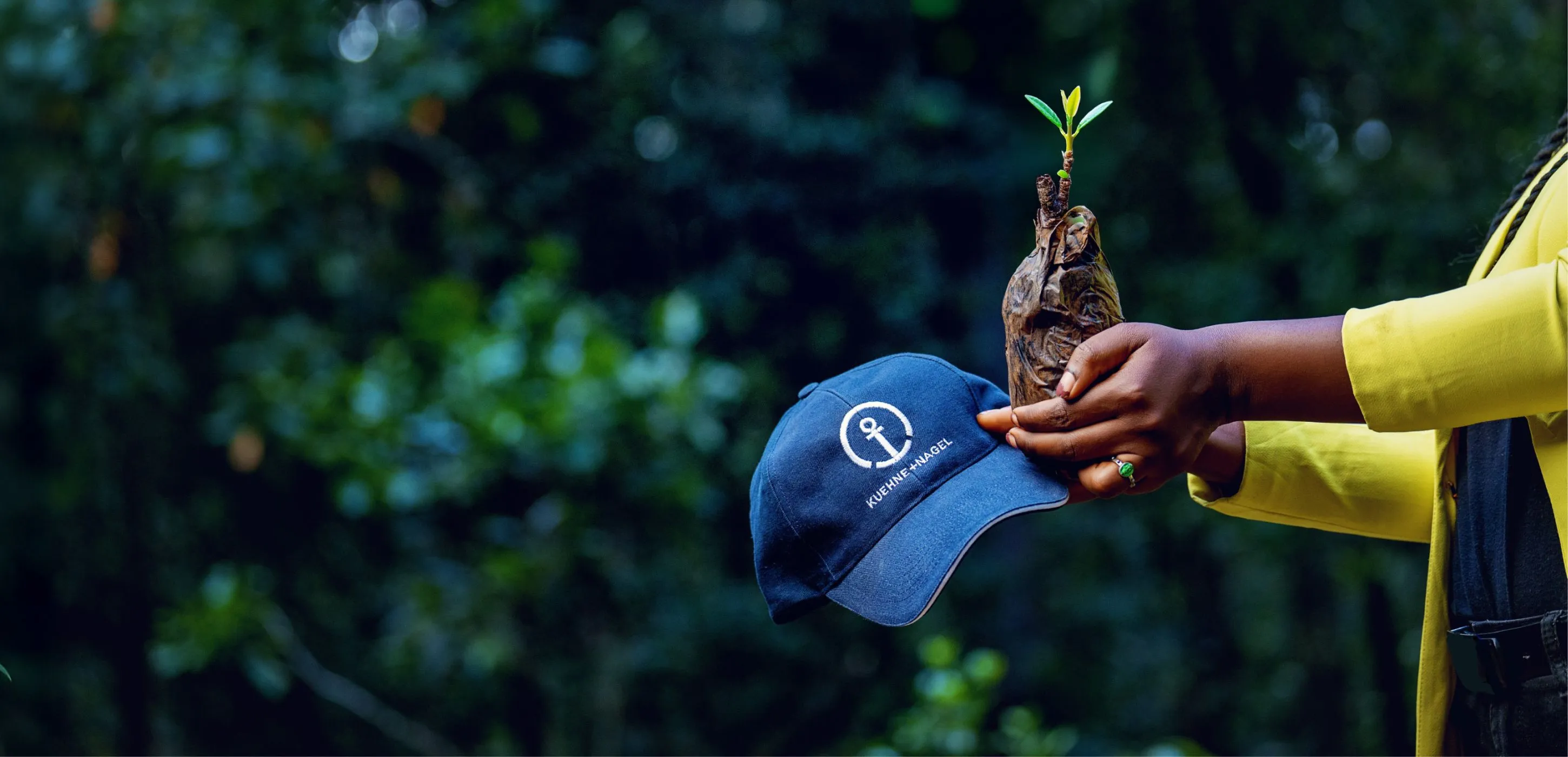 Planting a tree