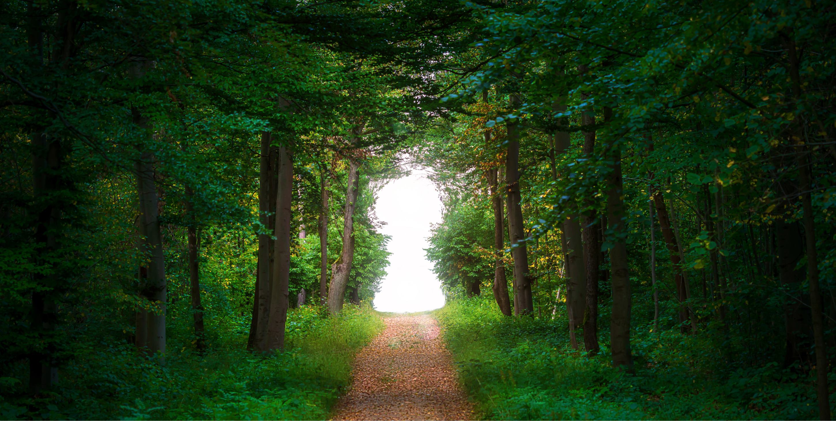 Dirt road in the forest