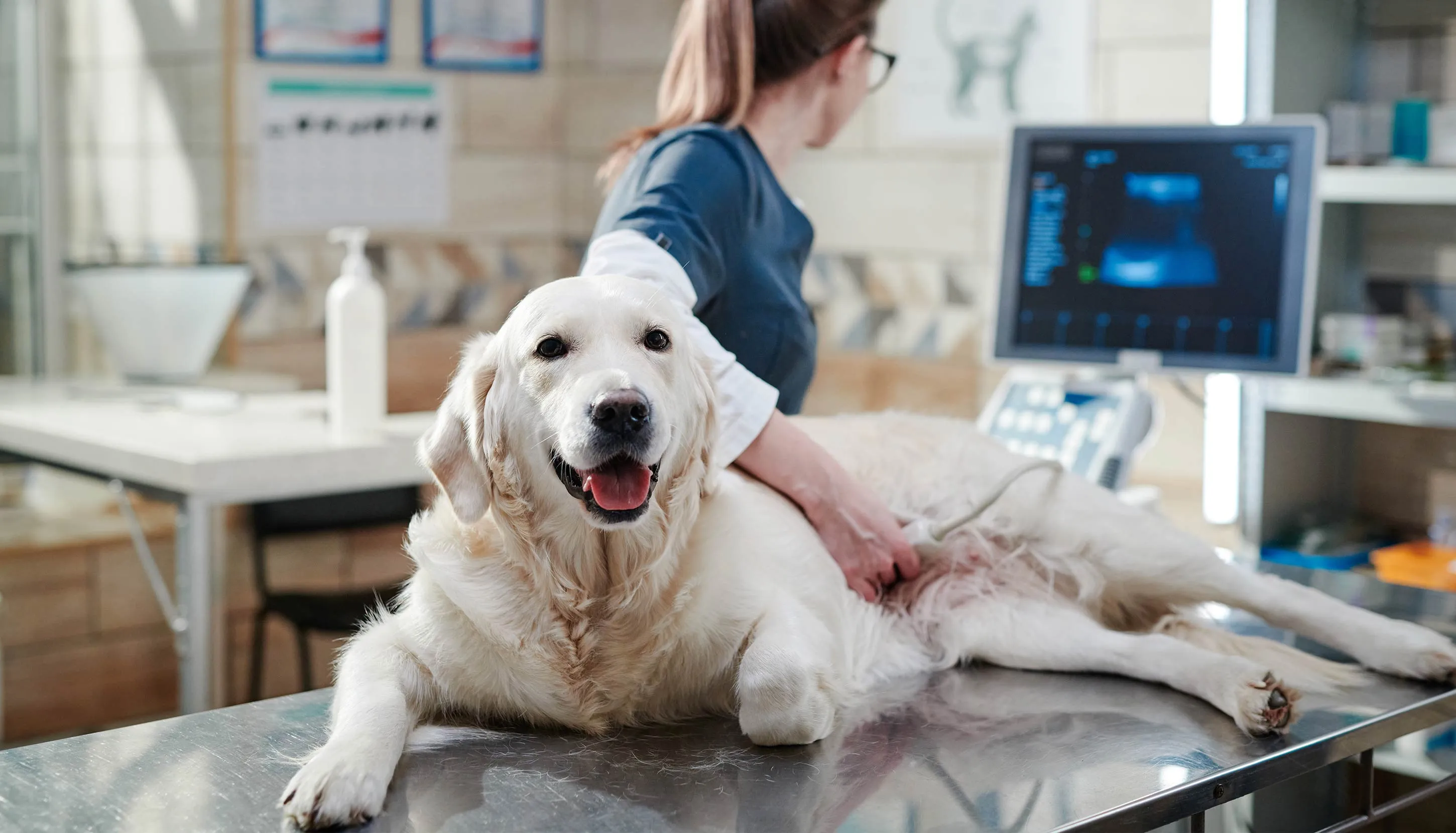 veterinarian with dog in office doing ultrasound
