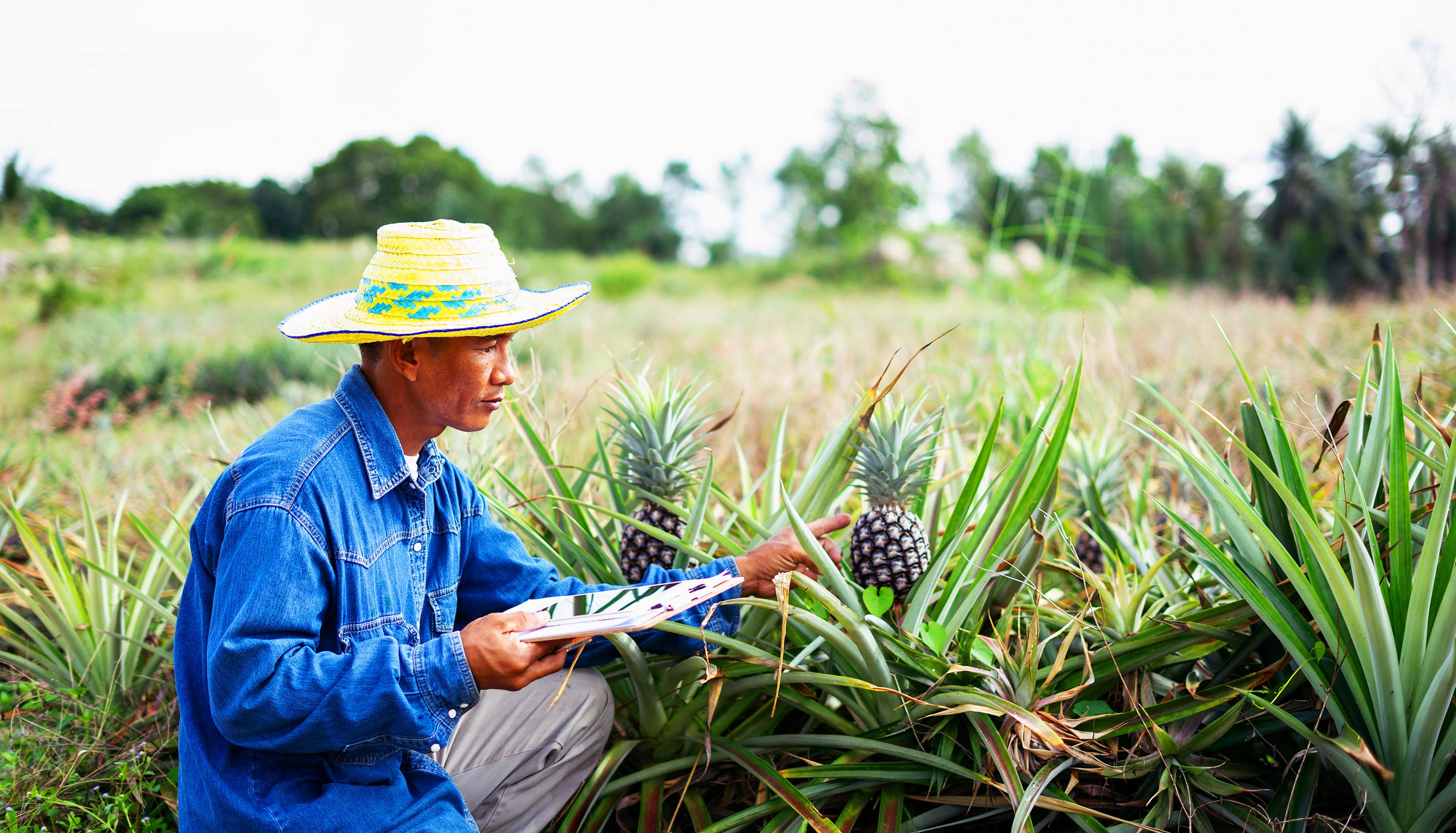 Một người nông dân ngồi trong một cánh đồng dứa.