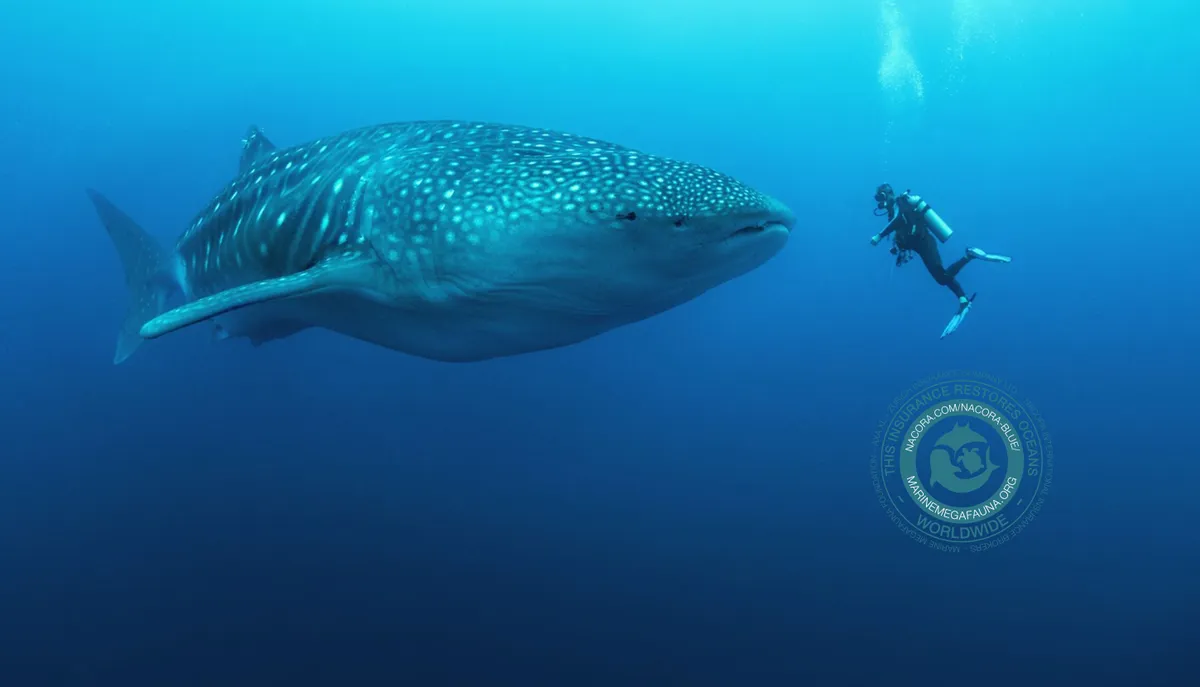 A whale under water meeting a diver