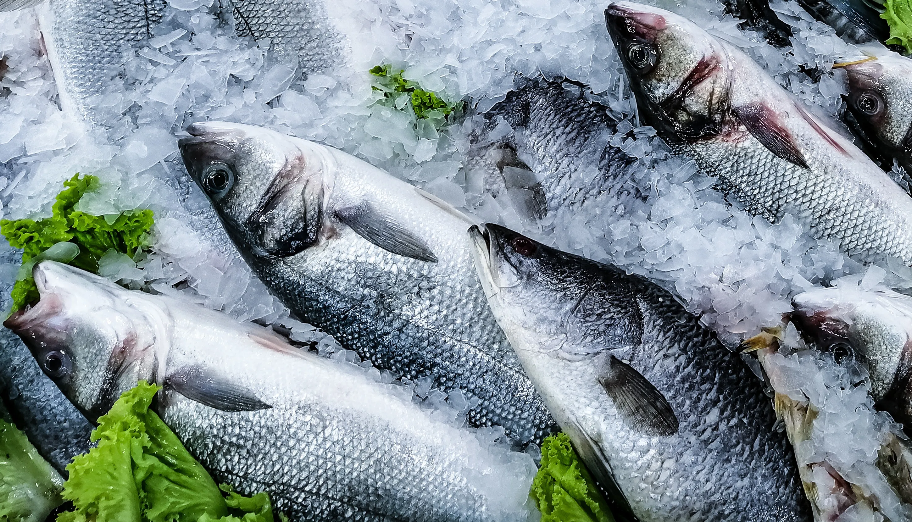 Frozen fish with salad greens