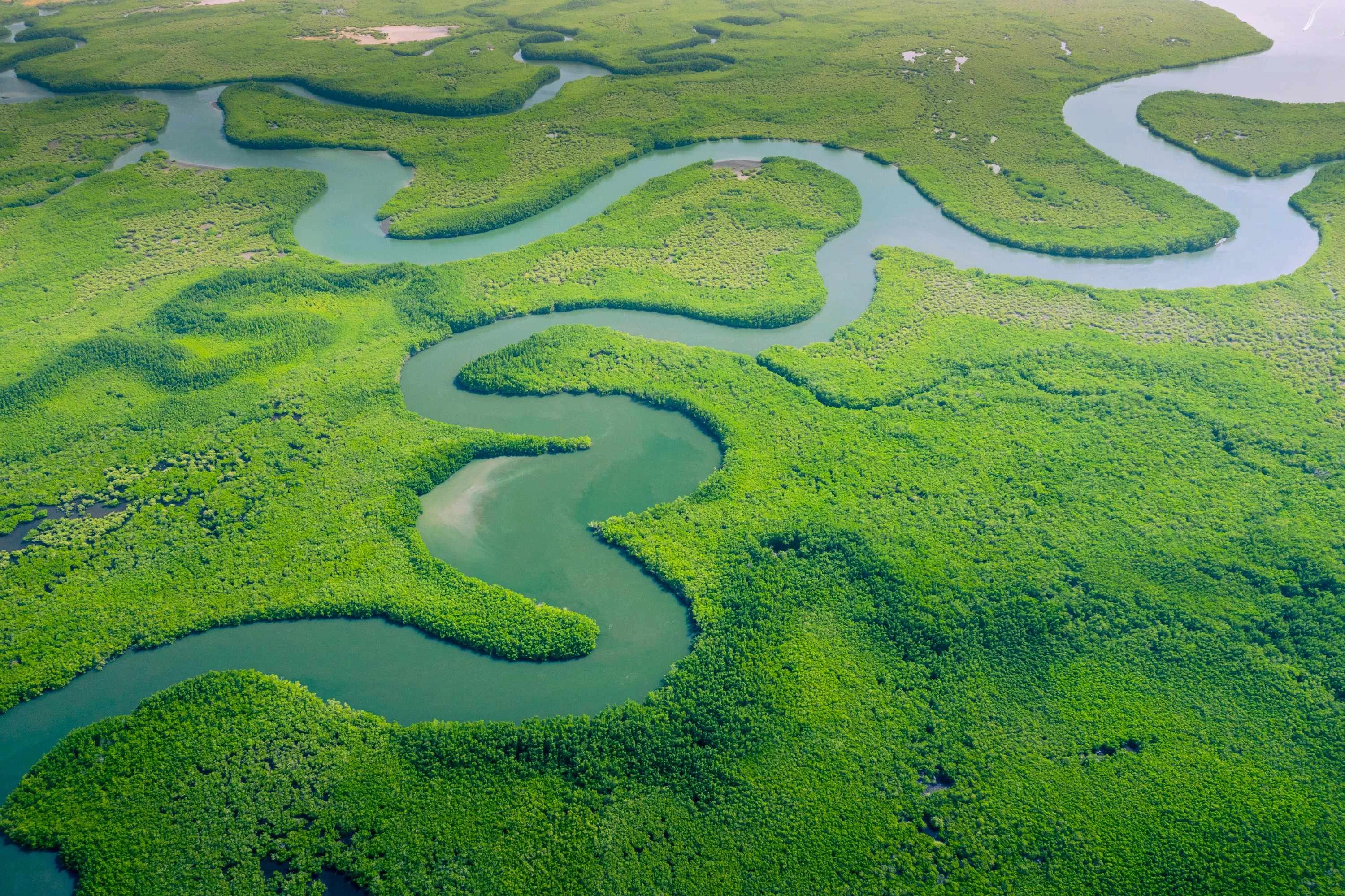Aerial view of winding river flowing through lush green wetlands and vegetation.