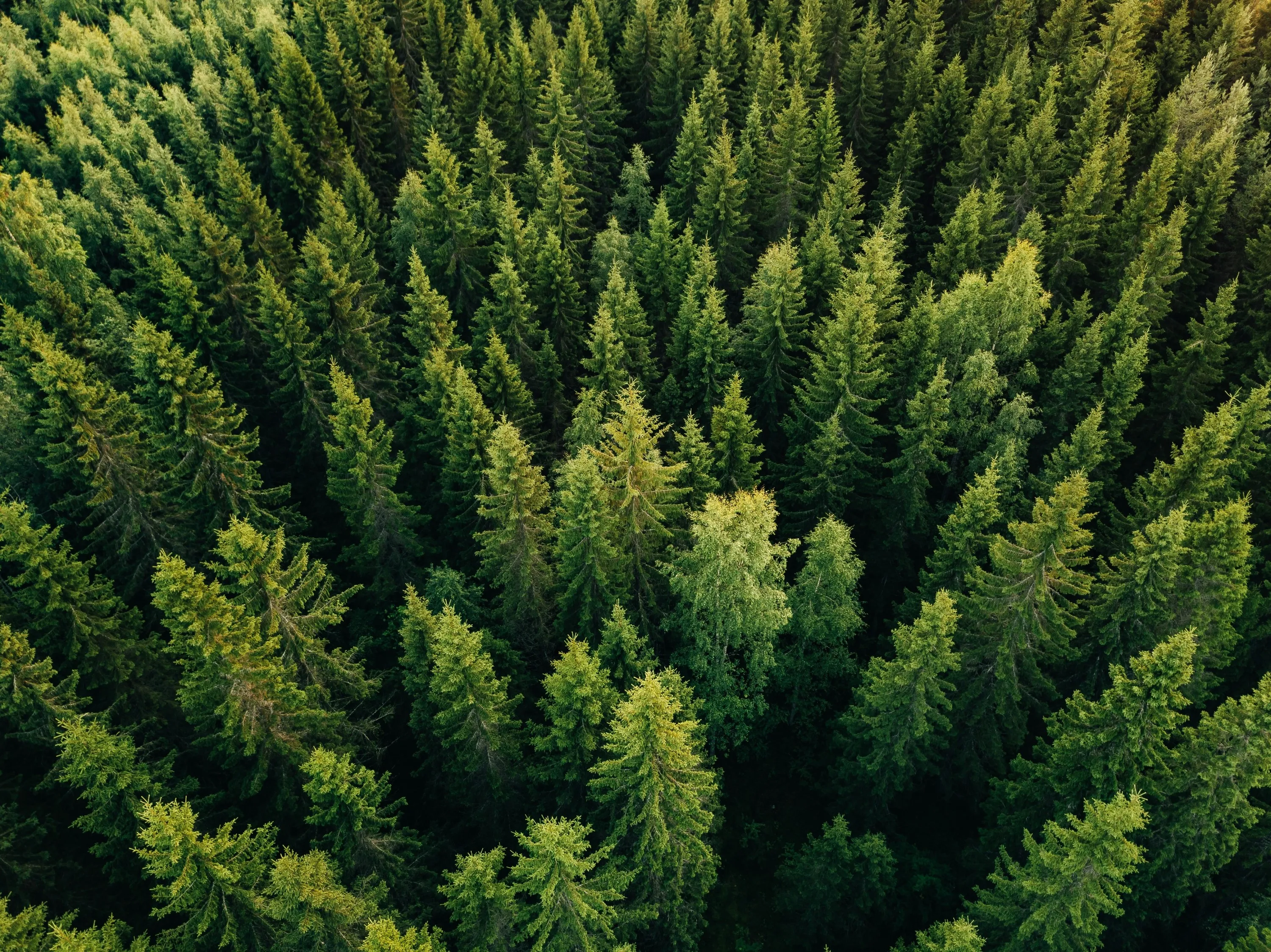 Aerial top view of summer green trees in forest in rural Finland. Drone photography.