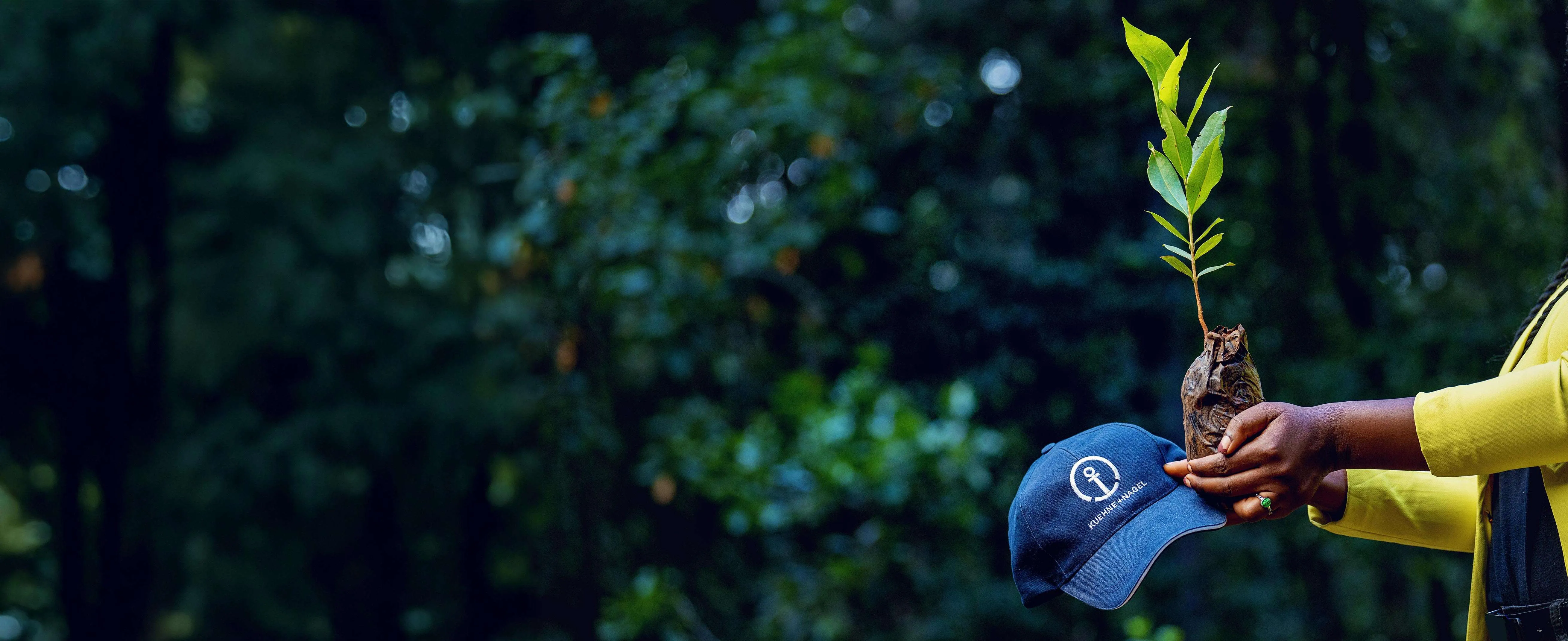 Kuehne+Nagel hat and planting a tree