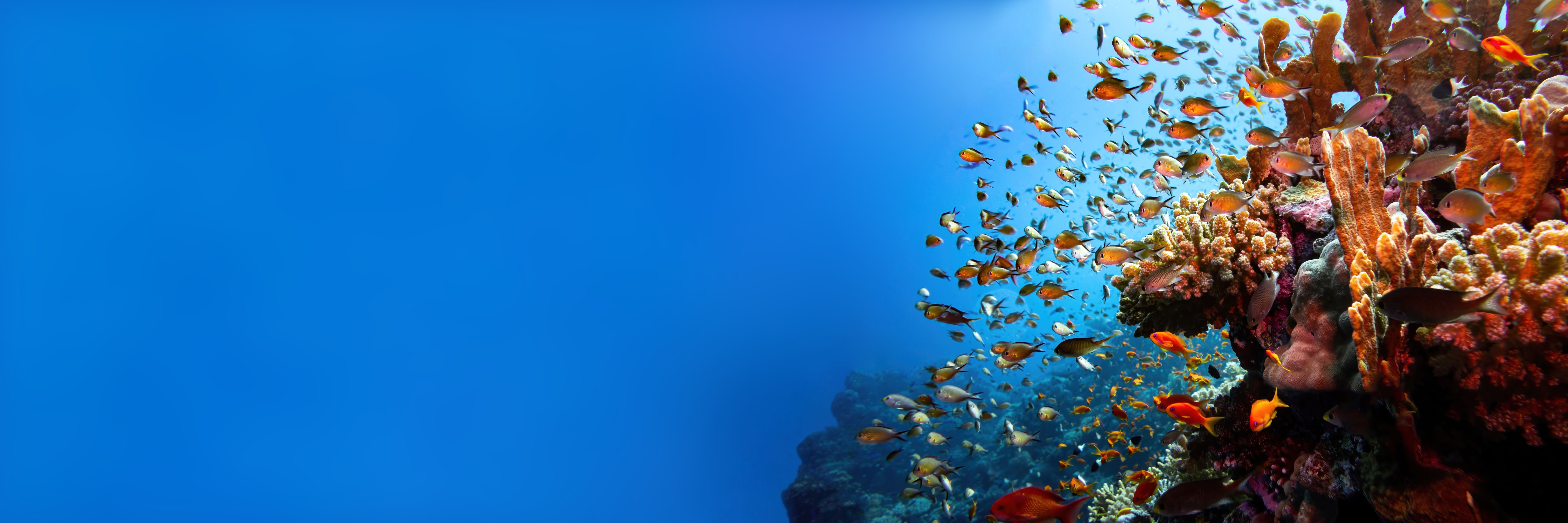 Colorful coral reef and fish on the right side with a blue ocean background on the left.