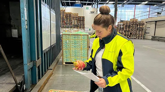 A perishable logistics expert checking fruit next to a container