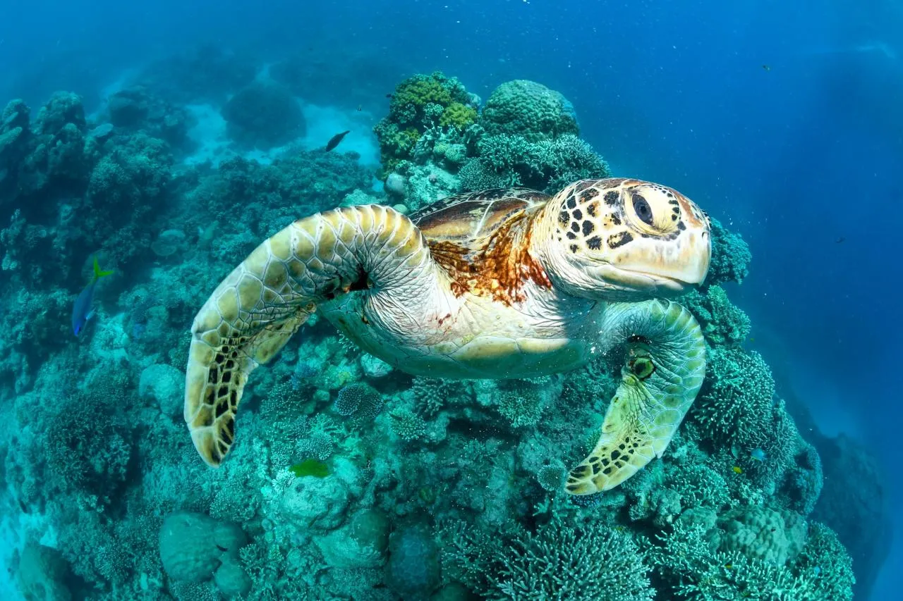 Sea turtle on coral reef