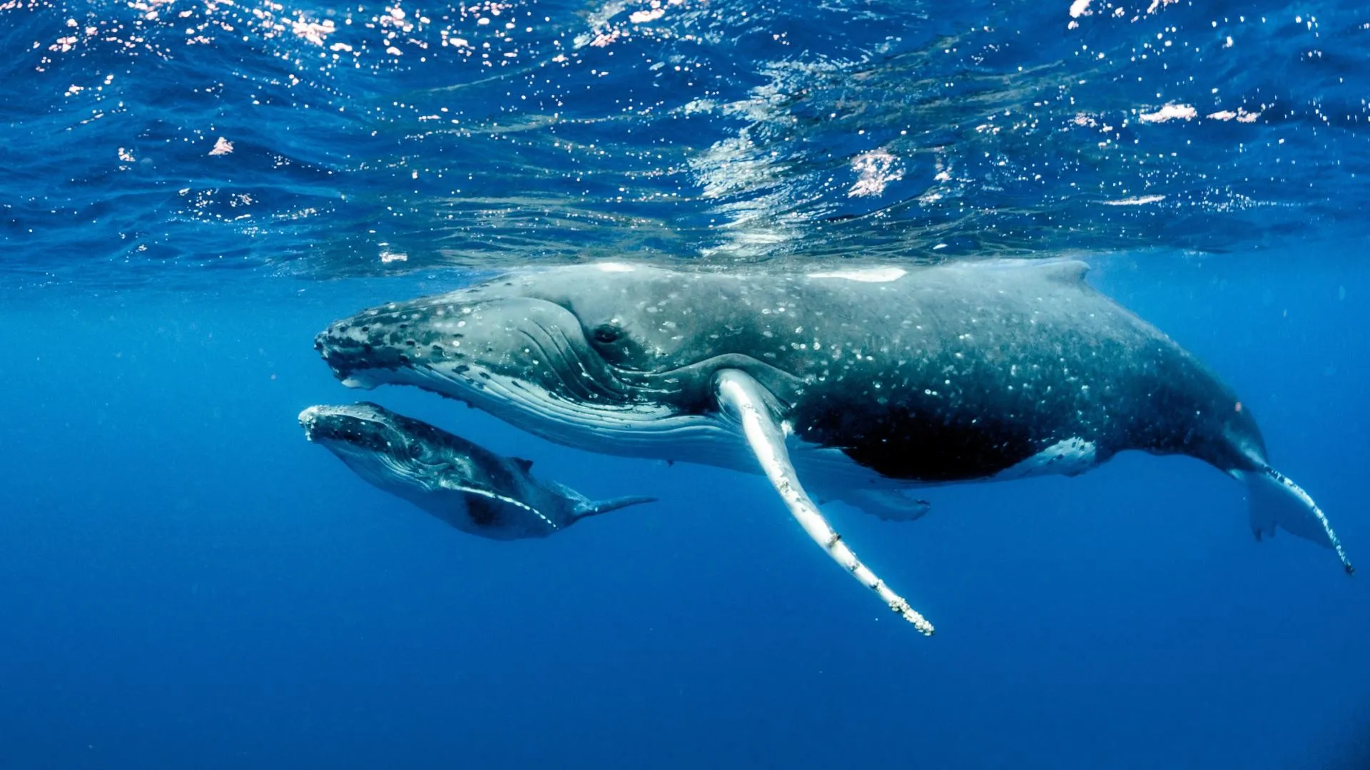 Humpback whale with its young one